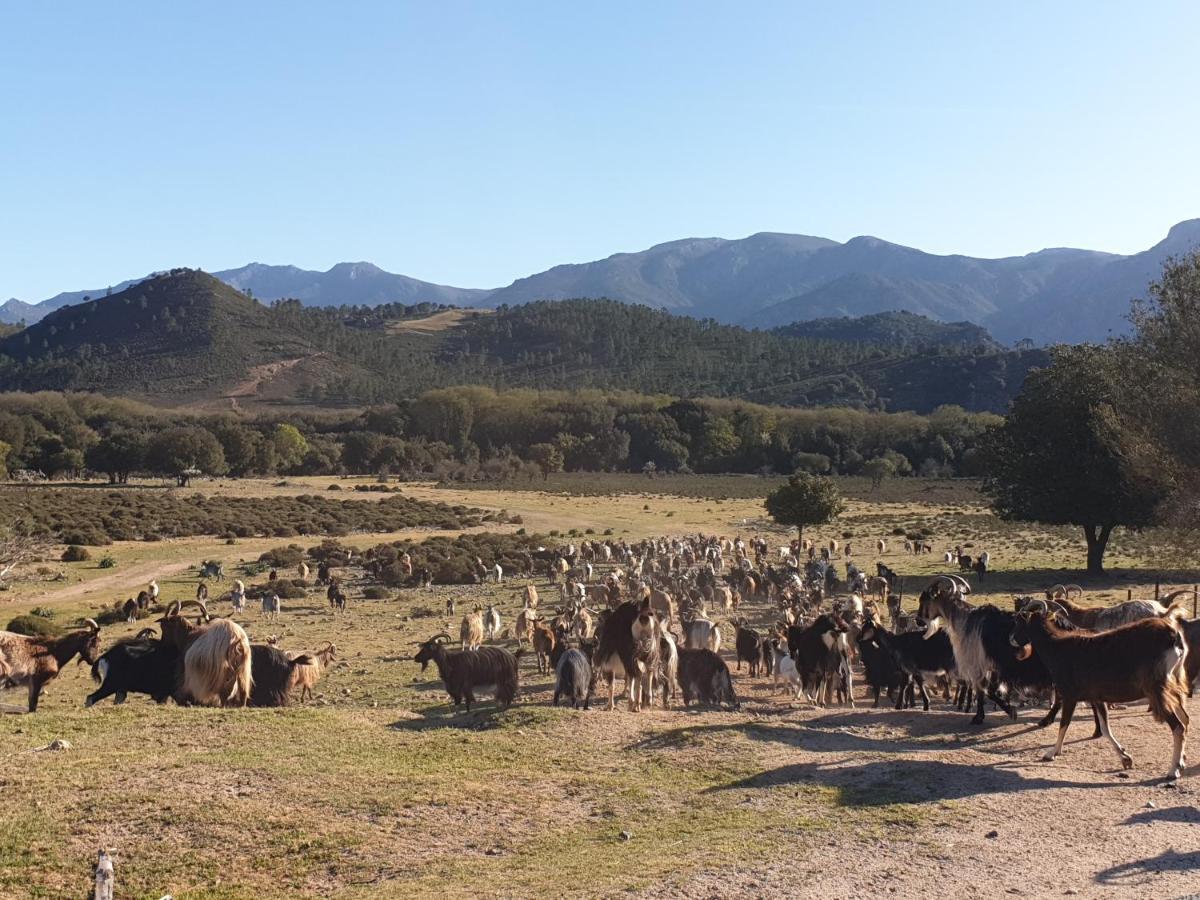 Domaine U Filanciu - Casa Ghjulia - Centru Di Corsica Villa Moltifao Buitenkant foto