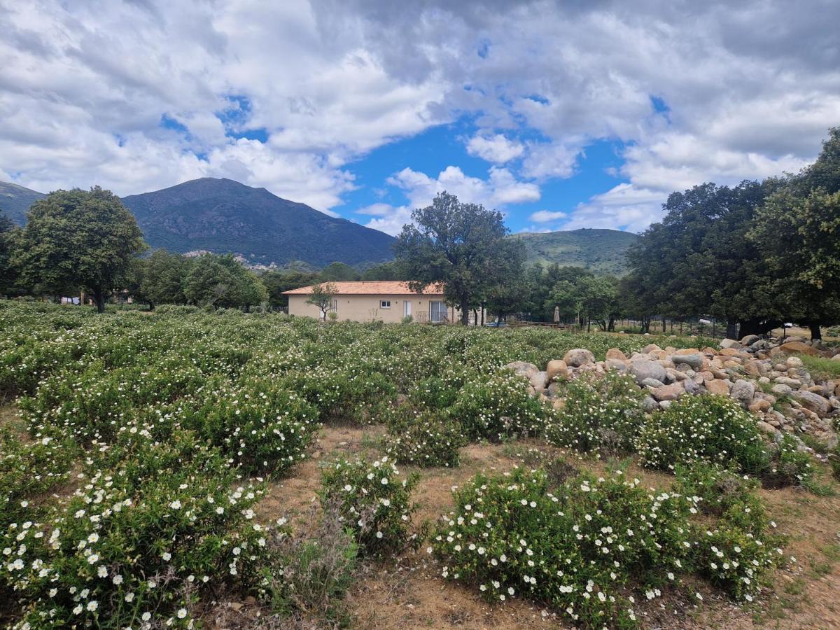 Domaine U Filanciu - Casa Ghjulia - Centru Di Corsica Villa Moltifao Buitenkant foto